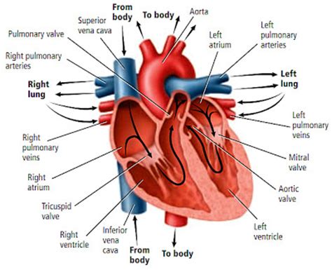 Nah, seperti yang kita ketahui, jantung berperan dalam peredaran darah dalam tubuh manusia. Jantung | de Biology