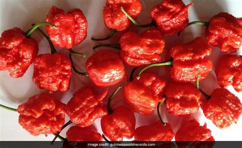 Worlds Hottest Chilli Pepper Carolina Reaper May Have An Indian Connection