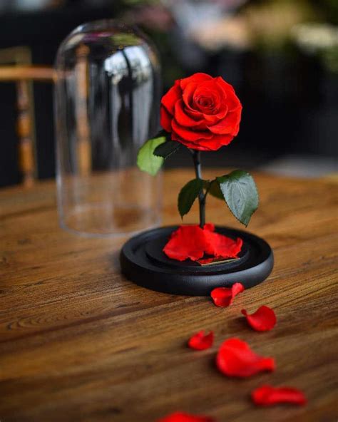 Real Enchanted Rose Lasts 3 Years Without Water Or Sunlight