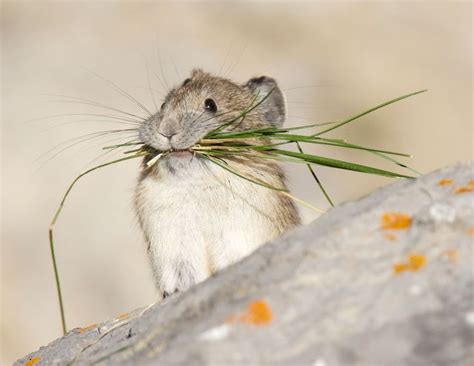 Adorable American Pikas Vanish From A Swath Of California Animals