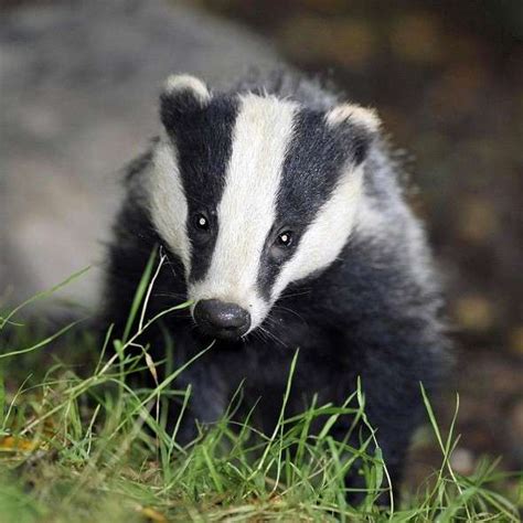 Badger Culling Is Set To Begin Uk News Uk