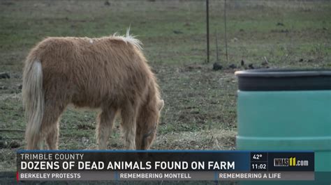Dozens Of Dead Animals Found On Farm