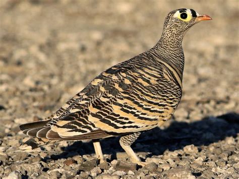 Discovering Lichtensteins Sandgrouse The Hidden Wonders Of The Bird World