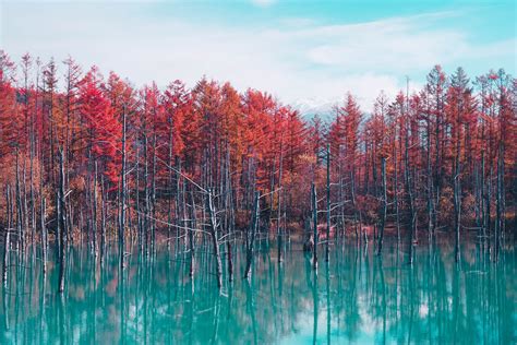 Trees Lake Autumn Reflection 4k Hd Wallpaper