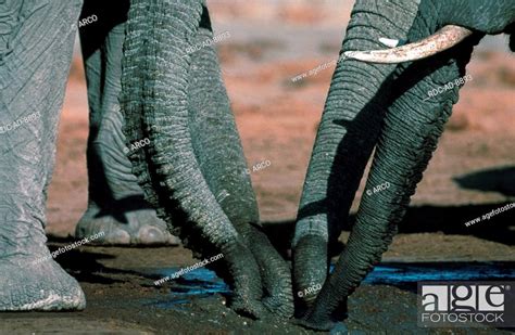 African Elephants Trunks Drinking Chobe National Park Botswana