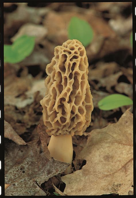West Michigan Weekly Morel Mushroom Hunting Season Is Hot
