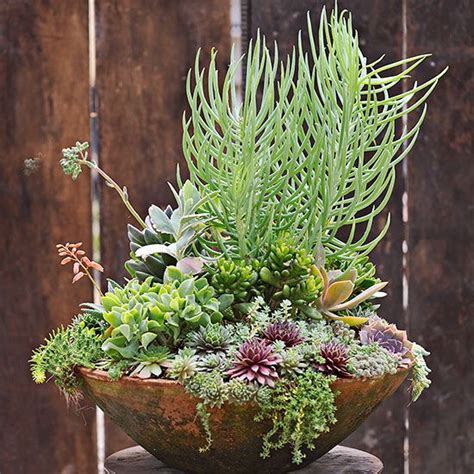 Modern Succulent Container Gardens Better Homes And Gardens
