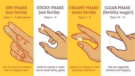 How Cervical Mucus Changes Throughout Pregnancy Vaginal Discharge Implantation Bleeding And