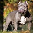 Pocket Bully Dog Breed: 7 Must Know Facts - The Pet Town