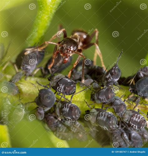 Ants And Aphids On The Plant Royalty Free Stock Photography