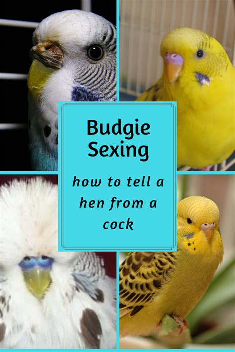 How To Know If Your Bird Is A Girl Or Boy