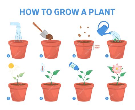 Premium Vector Growing A Plant In The Pot Guide How To Grow A Flower