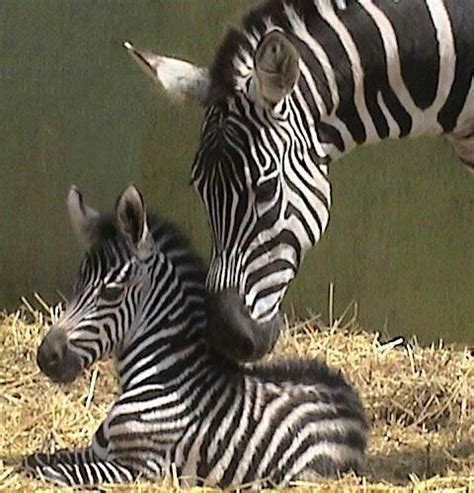 Momma Zebra And Her Newborn Baby Baby Zebra Zebra Animals Wild