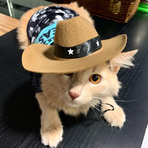 Cat Hat Sheriff Cat Hat Cat Costumes Sheriff Mew Dog Clothes