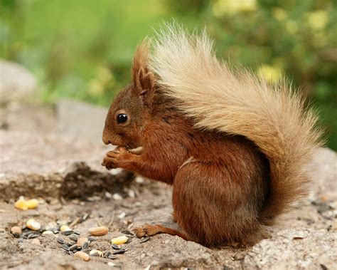 Brown Squirrel Eating Nuts Hd Wallpaper Wallpaper Flare