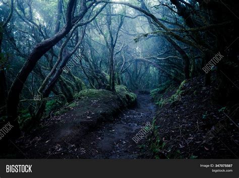 Dark Foggy Forest Path Image And Photo Free Trial Bigstock