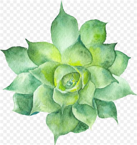 Succulent Plant Watercolor Painting Botanical Illustration