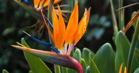 Bird Of Paradise Plant Care How To Grow Strelitzia Reginae