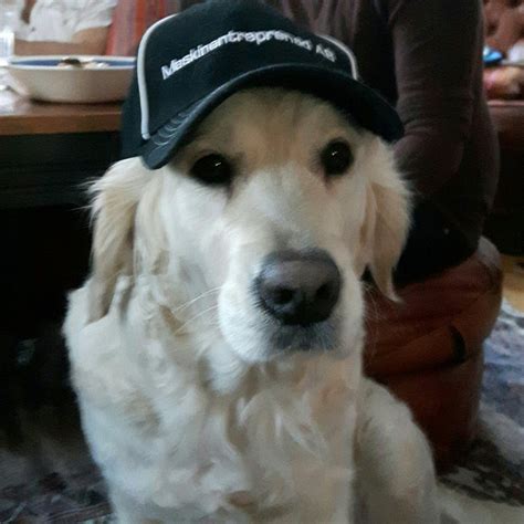 Doggo Wears A Hat And Is Badass Doggos