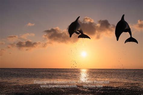 Two Bottlenose Dolphins Jumping At Sunset Marine Photography By