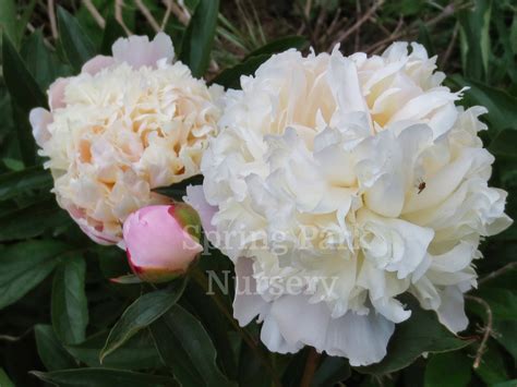 Herbaceous Peony Alba Plena Spring Park Nursery