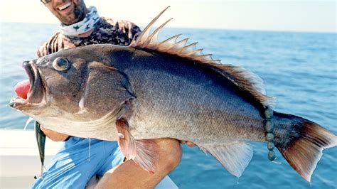 Monster Pacific Ocean Grouper Fishing Youtube