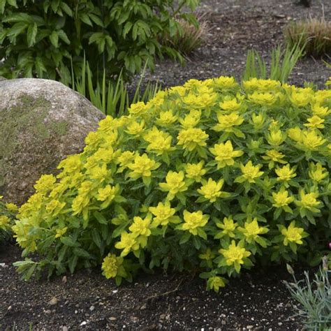 Plants that are rabbit and deer resistant will help you solve some of the landscaping problems in parker and douglas county in the high desert this is another list of deer resistant and deer barrier plantings. Deer and Rabbit Resistant Perennials | Perennial Resource ...