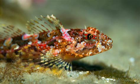 Sculpin Fish Facts A Z Animals