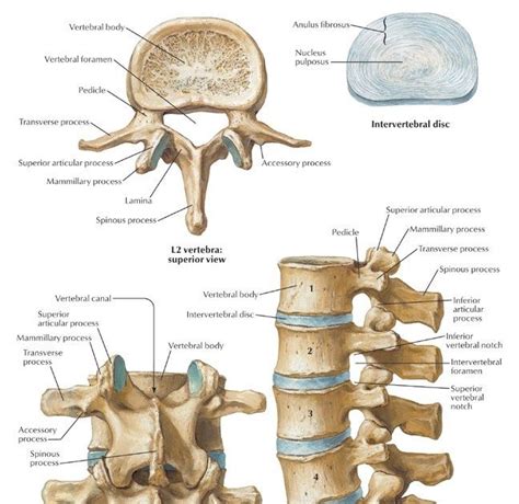 modelo de columna lumbar con discos intervertebrales y vértebras sobre