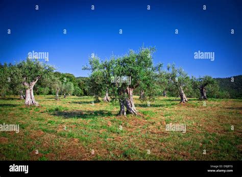 Old Olive Tree In Tuscany Italy Stock Photo Alamy
