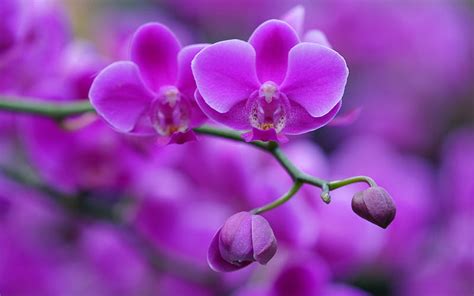 5000 Stunning And Free Orchid Background Wallpaper For Flower Lovers