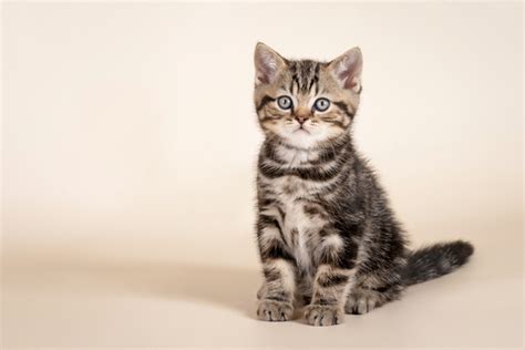 Mar 16, 2021 · steps to training your cat to sit having an alluring treat makes it much easier to reward a behavior that you want to teach your cat. Cat Training: How to Teach Your Cat to Sit in Four Steps ...