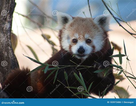 Red Panda At The Oklahoma City Zoo Stock Photo Image Of Oklahoma