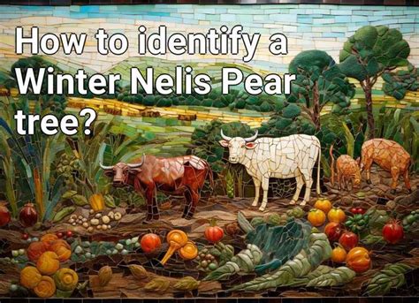 How To Identify A Winter Nelis Pear Tree Agriculturegovcapital