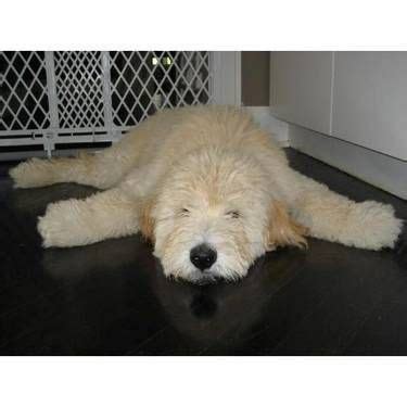 We do blood screening & full panel of genetic testing. standard poodle, teddy bear clip | Pet dogs, Goldendoodle, Puppies