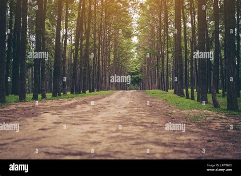 Road Path In A Pine Tree Forest Focus At The Back Stock Photo Alamy