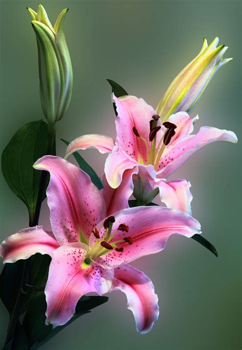 Free Photo Pink Tiger Lily On Bloom Beautiful Lillies Summer