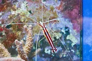 Scarlet Skunk Cleaner Shrimp Aquarium Care Guide