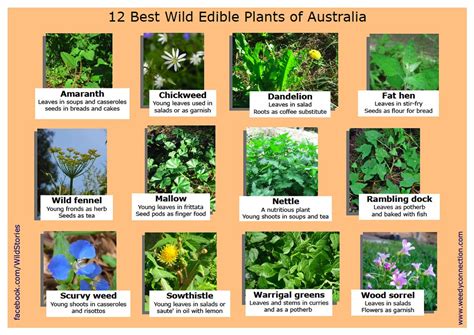 12 Best Edible Plants The Weed One Flickr