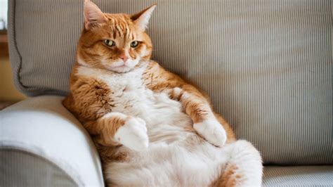 Do You Have A Fat Cat And Is It A Problem If You Do Petsecure