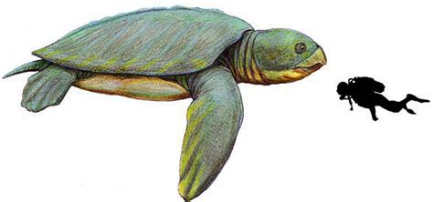 Archelon Ischyros The Largest Known Turtle