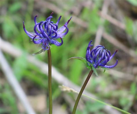 Deep Blue Flowers Round Head Rampion Free Photo Download Freeimages