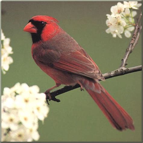 Northern Cardinal Cardinalis Cardinalis 홍관조 Image Only