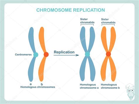 Esquema De Replicación De Cromosomas En Color Azul Y Naranja Diseño