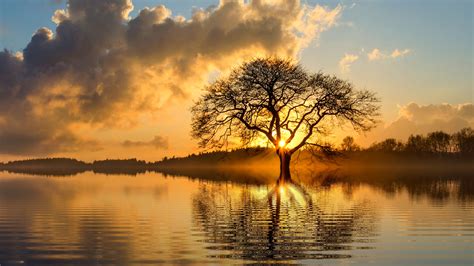 Free Photo Lonely Tree Reflection Flow Lake Lonely Free Download