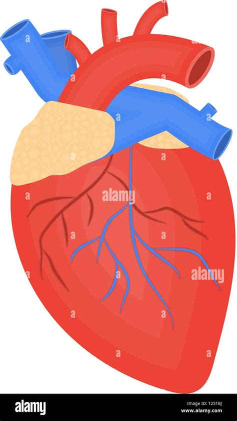 Human Heart Coronary Veins Stock Vector Images Alamy