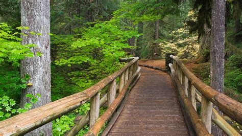 Bridge Wood Path Trail Forest Trees Hd Wallpaper Nature