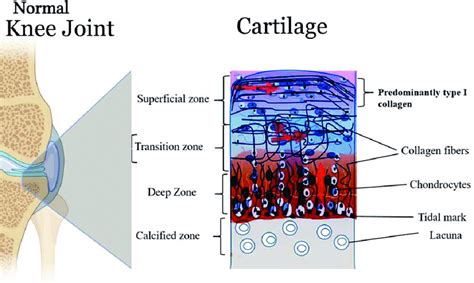 Cartoon Illustration Of The Anatomical Structure Of The Articular