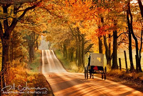 Horse And Buggy On A Dirt Road On A Fall Anfternoon Amish
