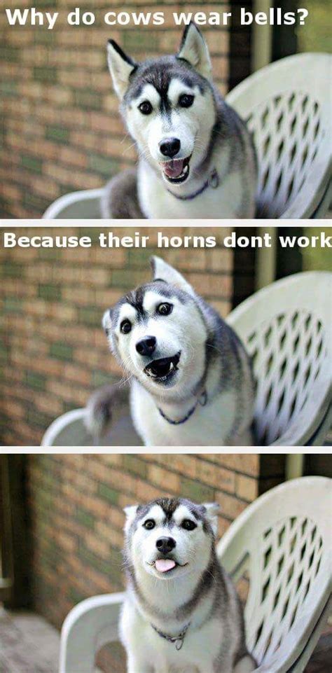 Something To Brighten Up Your Weekend Dog Jokes